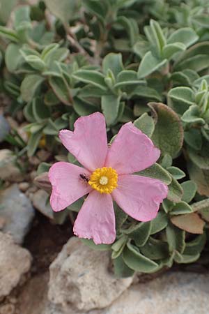 Cistus parviflorus \ Kleinbl&uuml;tige Zistrose / Small-Flowered Rock-Rose, Rhodos/Rhodes Prasonisi 26.3.2019