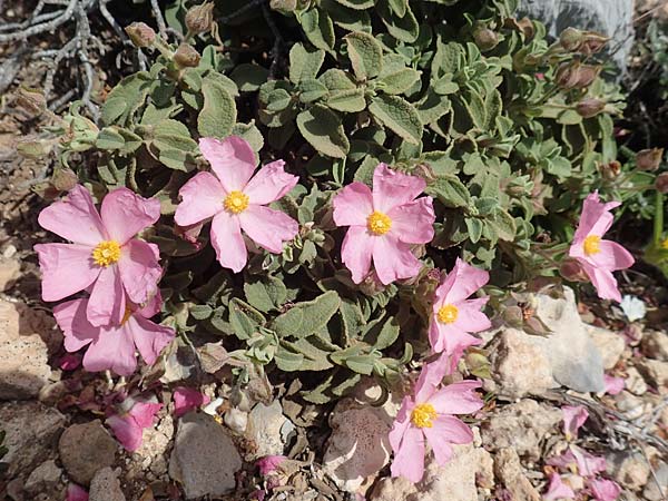 Cistus parviflorus \ Kleinbl&uuml;tige Zistrose / Small-Flowered Rock-Rose, Rhodos/Rhodes Prasonisi 26.3.2019