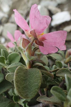 Cistus parviflorus \ Kleinbl&uuml;tige Zistrose / Small-Flowered Rock-Rose, Rhodos/Rhodes Kattavia 1.4.2019