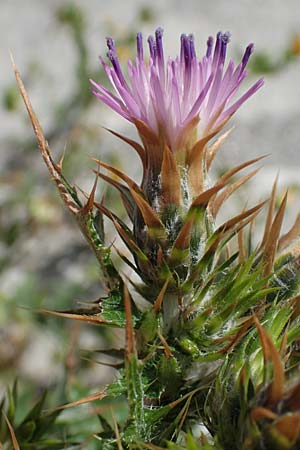 Carduus pycnocephalus \ Knuelkpfige Distel / Plymouth Thistle, Rhodos Archangelos 17.3.2023