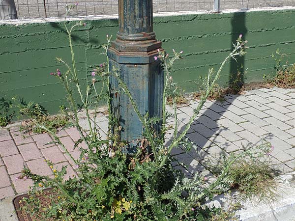 Carduus pycnocephalus \ Knuelkpfige Distel / Plymouth Thistle, Rhodos Archangelos 17.3.2023