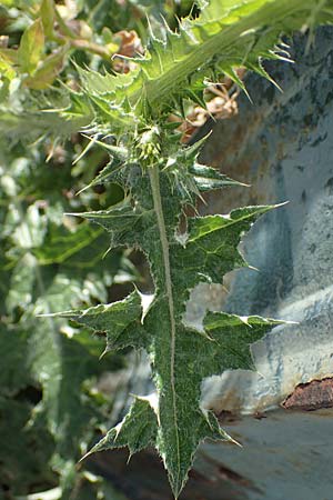 Carduus pycnocephalus \ Knuelkpfige Distel / Plymouth Thistle, Rhodos Archangelos 17.3.2023