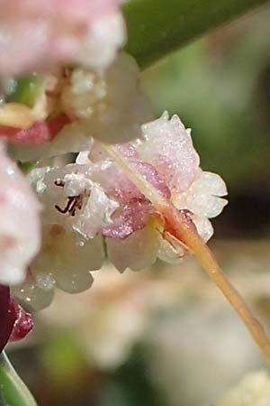 Cuscuta palaestina \ Pal&auml;stina-Seide / Palestine Dodder, Rhodos/Rhodes Lindos 25.3.2023