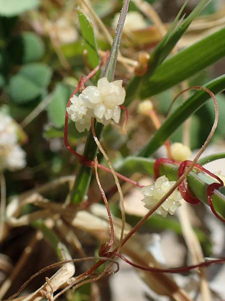 Cuscuta palaestina \ Pal&auml;stina-Seide / Palestine Dodder, Rhodos/Rhodes Lindos 25.3.2023