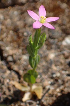 Centaurium pulchellum \ Kleines Tausendgldenkraut / Branched Centaury, Rhodos Lindos 25.3.2023