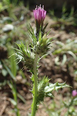 Carduus pycnocephalus \ Knuelkpfige Distel / Plymouth Thistle, Rhodos Lindos 25.3.2023