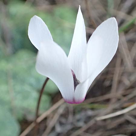 Cyclamen repandum subsp. rhodense \ Rhodos-Alpenveilchen / Rhodian Cyclamen, Rhodos/Rhodes Asklipio 24.3.2019