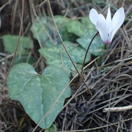Cyclamen repandum subsp. rhodense \ Rhodos-Alpenveilchen / Rhodian Cyclamen, Rhodos/Rhodes Asklipio 24.3.2019