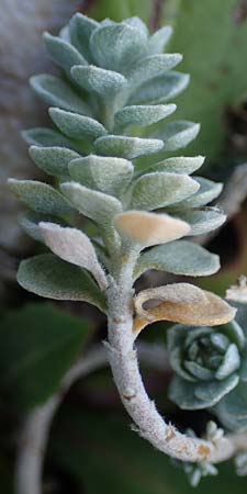 Achillea maritima \ Schneeweie Strand-Filzblume / Cottonweed, Coastal Lavender Cotton, Rhodos Haraki 15.3.2023