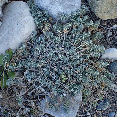 Achillea maritima \ Schneeweie Strand-Filzblume / Cottonweed, Coastal Lavender Cotton, Rhodos Haraki 15.3.2023
