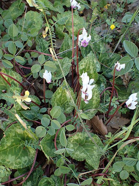 Cyclamen persicum \ Persisches Alpenveilchen / Florist's Cyclamen, Rhodos/Rhodes Koskinou 22.3.2023