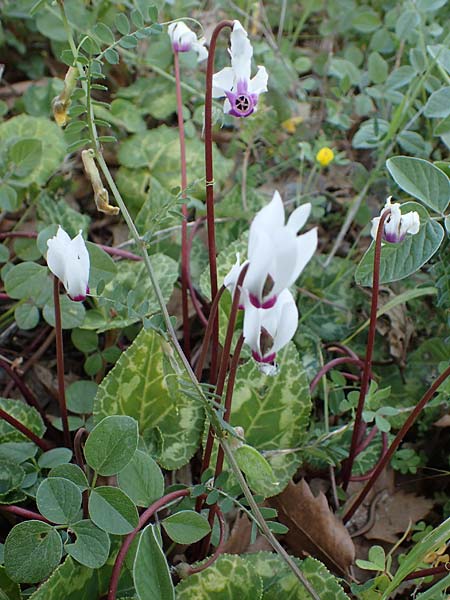 Cyclamen persicum \ Persisches Alpenveilchen / Florist's Cyclamen, Rhodos/Rhodes Koskinou 22.3.2023