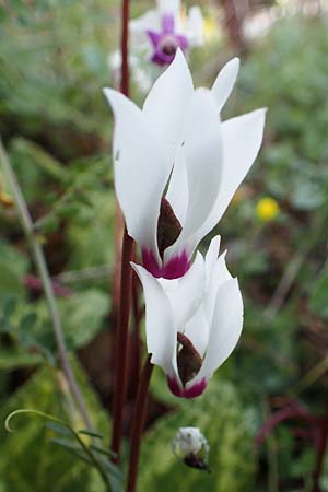 Cyclamen persicum \ Persisches Alpenveilchen / Florist's Cyclamen, Rhodos/Rhodes Koskinou 22.3.2023
