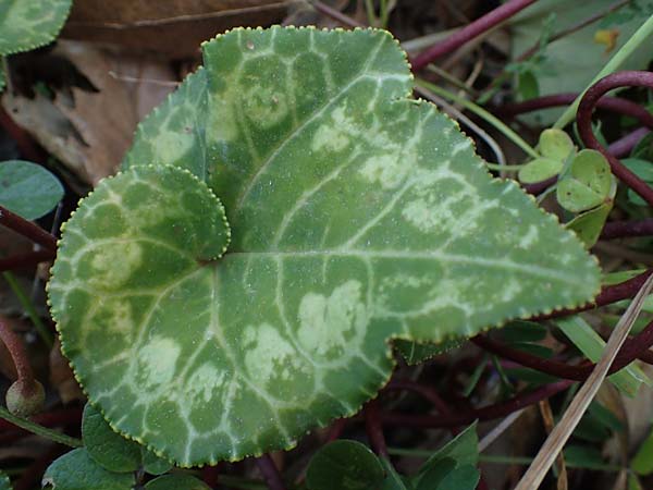 Cyclamen persicum \ Persisches Alpenveilchen / Florist's Cyclamen, Rhodos/Rhodes Koskinou 22.3.2023