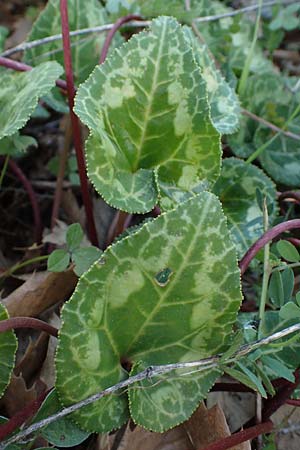 Cyclamen persicum \ Persisches Alpenveilchen / Florist's Cyclamen, Rhodos/Rhodes Koskinou 22.3.2023