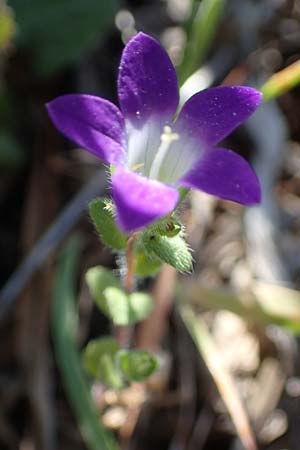 Campanula rhodensis \ Kleine Rhodische Glockenblume / Small Rhodian Bellflower, Rhodos/Rhodes Lindos 25.3.2023