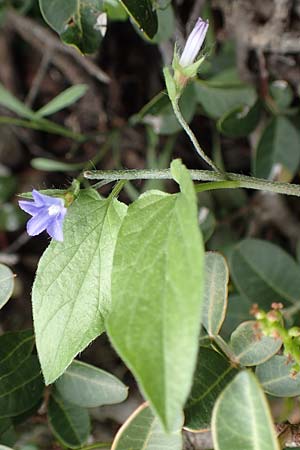 Convolvulus siculus \ Sizilianische Winde / Blue Bindweed, Rhodos/Rhodes Tsambika 30.3.2019