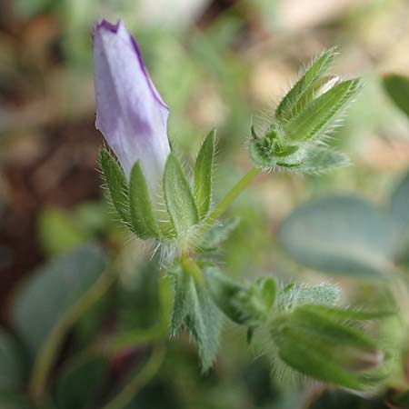 Convolvulus siculus \ Sizilianische Winde / Blue Bindweed, Rhodos/Rhodes Tsambika 30.3.2019