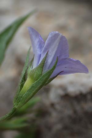 Convolvulus siculus \ Sizilianische Winde / Blue Bindweed, Rhodos/Rhodes Tsambika 30.3.2019