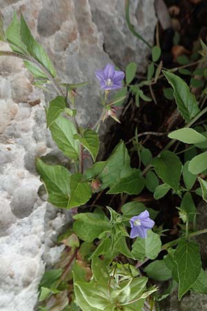Convolvulus siculus \ Sizilianische Winde / Blue Bindweed, Rhodos/Rhodes Tsambika 30.3.2019