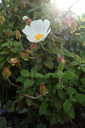 Cistus salviifolius \ Salbeibl&auml;ttrige Zistrose / Sage-Leaved Rock-Rose, Rhodos/Rhodes Apolakkia 1.4.2019