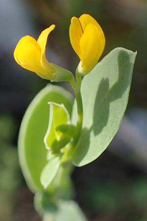 Coronilla scorpioides \ Skorpions-Kronwicke / Annual Scorpion Vetch, Rhodos/Rhodes Kolymbia 18.3.2023