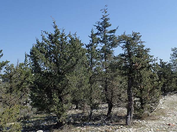 Cupressus sempervirens var. horizontalis \ Mittelmeer-Zypresse / Mediterranean Cypress, Rhodos/Rhodes Kolymbia 18.3.2023