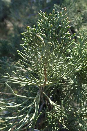 Cupressus sempervirens var. horizontalis \ Mittelmeer-Zypresse / Mediterranean Cypress, Rhodos/Rhodes Kolymbia 18.3.2023