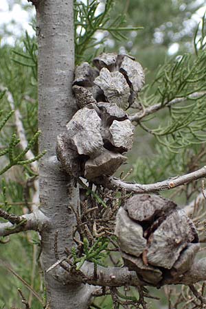 Cupressus sempervirens var. horizontalis \ Mittelmeer-Zypresse / Mediterranean Cypress, Rhodos/Rhodes Akramitis 21.3.2023