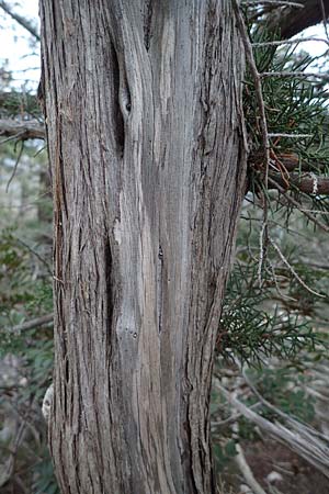 Cupressus sempervirens var. horizontalis \ Mittelmeer-Zypresse / Mediterranean Cypress, Rhodos/Rhodes Akramitis 21.3.2023