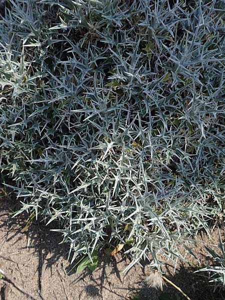 Carlina tragacanthifolia \ Ksten-Eberwurz / Tragacanth-Leaved Carline Thistle, Rhodos Apolakkia 3.4.2019