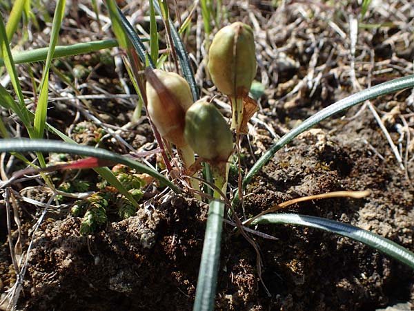 Crocus tournefortii \ Tourneforts Krokus / Tournefort's Crocus, Rhodos/Rhodes Pastida 18.3.2023