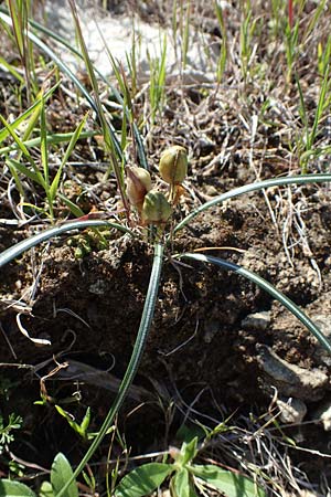 Crocus tournefortii \ Tourneforts Krokus / Tournefort's Crocus, Rhodos/Rhodes Pastida 18.3.2023