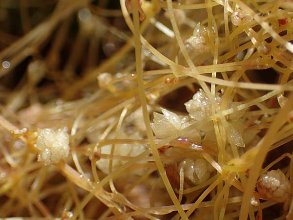 Cuscuta pedicellata ? \ Arabische Seide / Arabian Dodder, Rhodos/Rhodes Archangelos 17.3.2023
