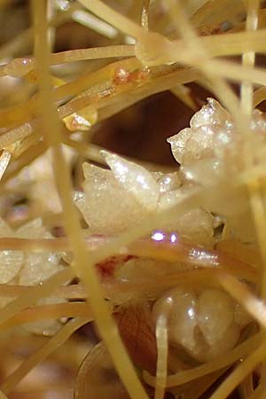 Cuscuta pedicellata ? \ Arabische Seide / Arabian Dodder, Rhodos/Rhodes Archangelos 17.3.2023
