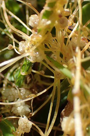 Cuscuta pedicellata ? \ Arabische Seide / Arabian Dodder, Rhodos/Rhodes Archangelos 17.3.2023