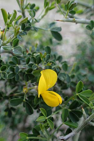 Calicotome villosa \ Behaarter Dorn-Ginster, Rhodos Archangelos 17.3.2023