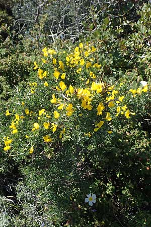 Calicotome villosa \ Behaarter Dorn-Ginster, Rhodos Pastida 18.3.2023