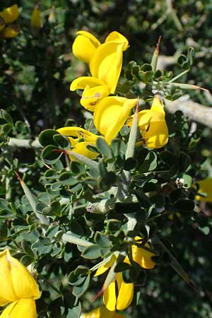 Calicotome villosa, Behaarter Dorn-Ginster