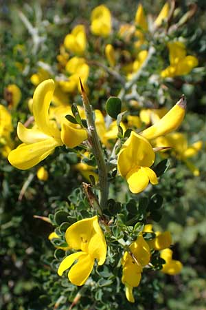 Calicotome villosa \ Behaarter Dorn-Ginster, Rhodos Pastida 18.3.2023