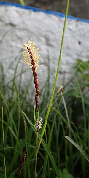 Carex flacca subsp. erythrostachys \ Ges&auml;gte Blau-Segge / Glaucous Sedge, Rhodos/Rhodes Archangelos 24.3.2023