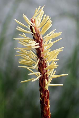 Carex flacca subsp. erythrostachys \ Ges&auml;gte Blau-Segge / Glaucous Sedge, Rhodos/Rhodes Archangelos 24.3.2023