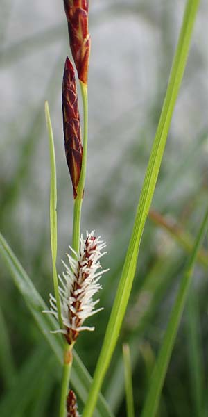Carex flacca subsp. erythrostachys \ Ges&auml;gte Blau-Segge / Glaucous Sedge, Rhodos/Rhodes Archangelos 24.3.2023
