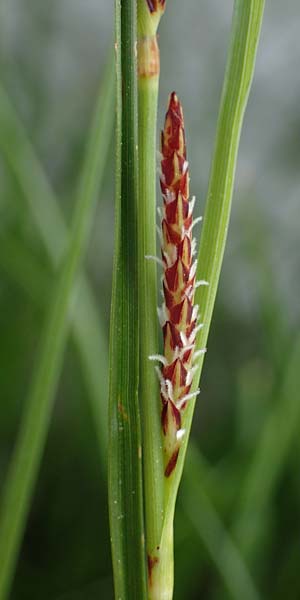 Carex flacca subsp. erythrostachys \ Ges&auml;gte Blau-Segge / Glaucous Sedge, Rhodos/Rhodes Archangelos 24.3.2023