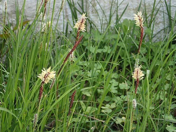 Carex flacca subsp. erythrostachys \ Ges&auml;gte Blau-Segge / Glaucous Sedge, Rhodos/Rhodes Archangelos 24.3.2023