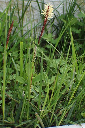 Carex flacca subsp. erythrostachys \ Ges&auml;gte Blau-Segge / Glaucous Sedge, Rhodos/Rhodes Archangelos 24.3.2023