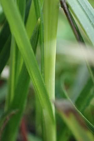 Carex flacca subsp. erythrostachys \ Ges&auml;gte Blau-Segge / Glaucous Sedge, Rhodos/Rhodes Archangelos 24.3.2023