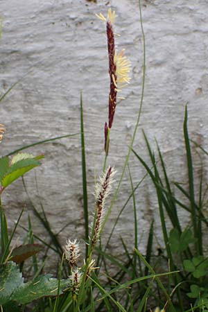 Carex flacca subsp. erythrostachys \ Ges&auml;gte Blau-Segge / Glaucous Sedge, Rhodos/Rhodes Archangelos 24.3.2023