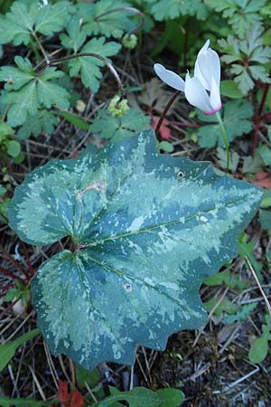 Cyclamen repandum subsp. rhodense \ Rhodos-Alpenveilchen / Rhodian Cyclamen, Rhodos/Rhodes Profitis Ilias 25.3.2019
