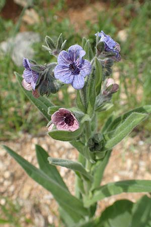 Cynoglossum creticum \ Kretische Hundszunge / Cretan Hound's-Tongue, Rhodos/Rhodes Kattavia 1.4.2019